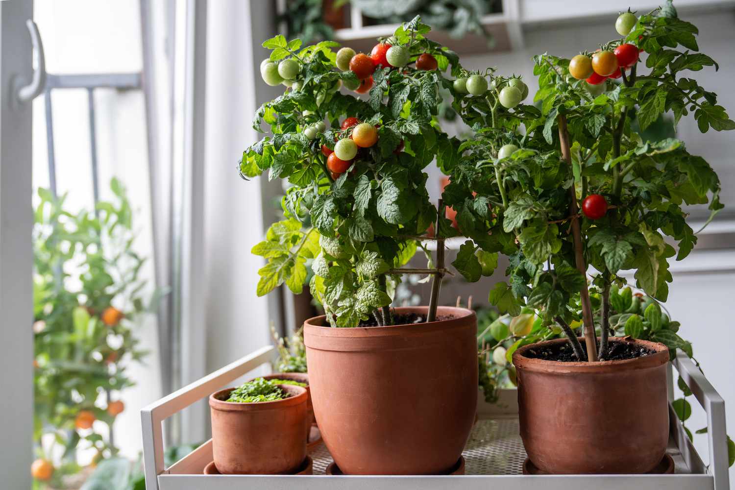 How to Grow Tomatoes Indoors for Vine-Ripened Fruit Year-Round, According to