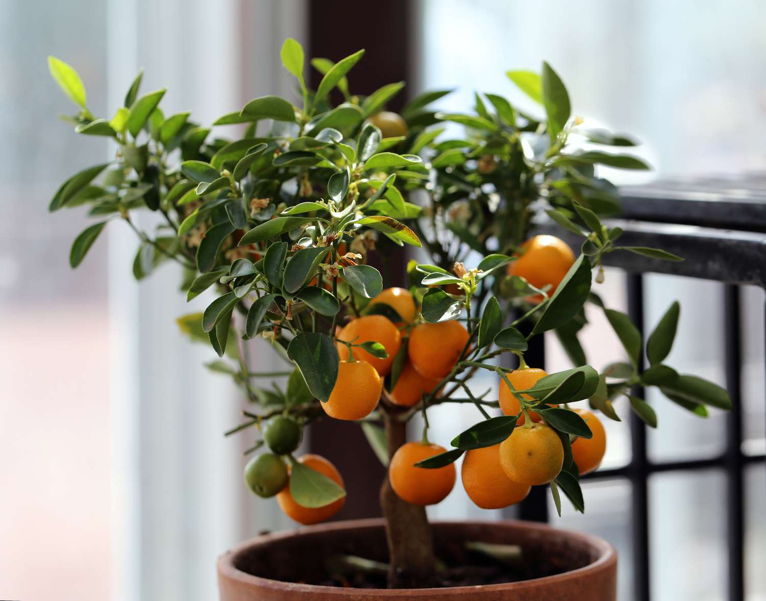 How to Grow an Orange Tree Indoors, According to Horticulturists