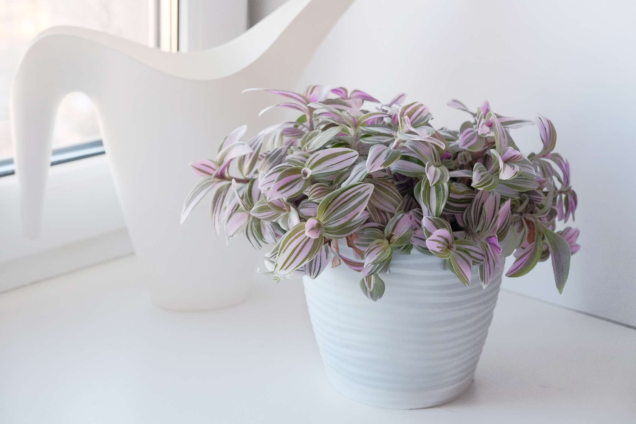 How to Grow and Care Tradescantia Nanouk for a Colorful New Spring Houseplant