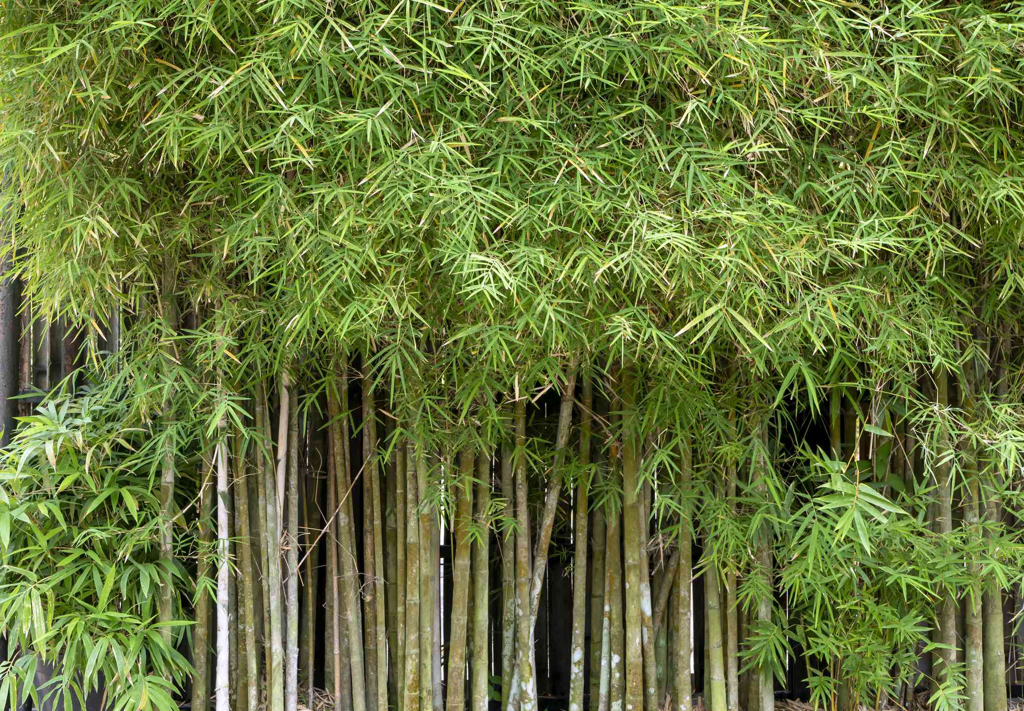 I Had Bamboo in My Backyard for 12 Years and You Could Never Make Me Do It Again