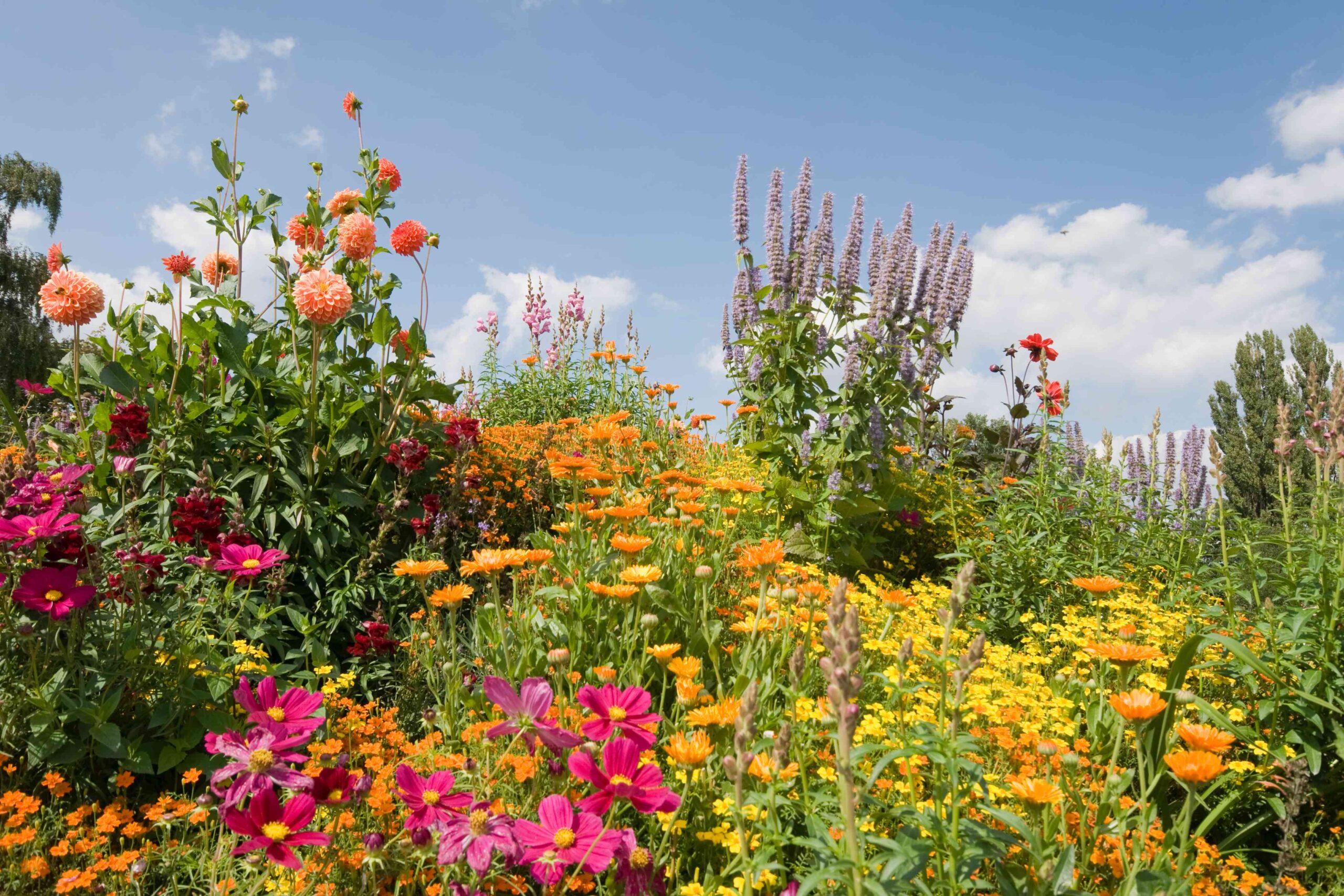 Love Fresh Bouquets? How to Start a Cut Flower Garden Full of Your Favorite Blooms