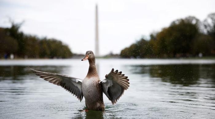 Many US bird species seen as reaching population 'tipping point'