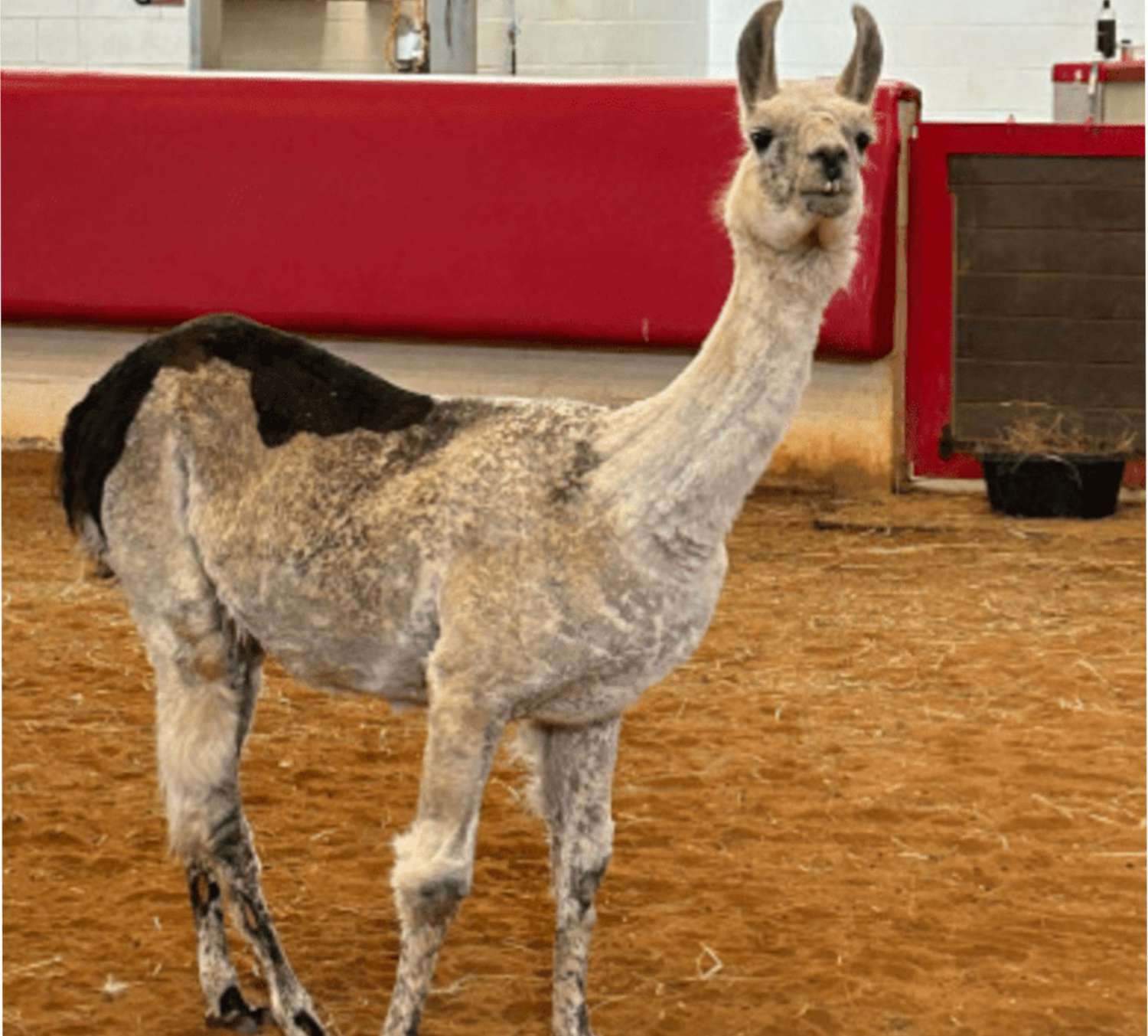 Meet The Oldest Living Llama, A Heartwarming Hero At Camp For Sick Kids