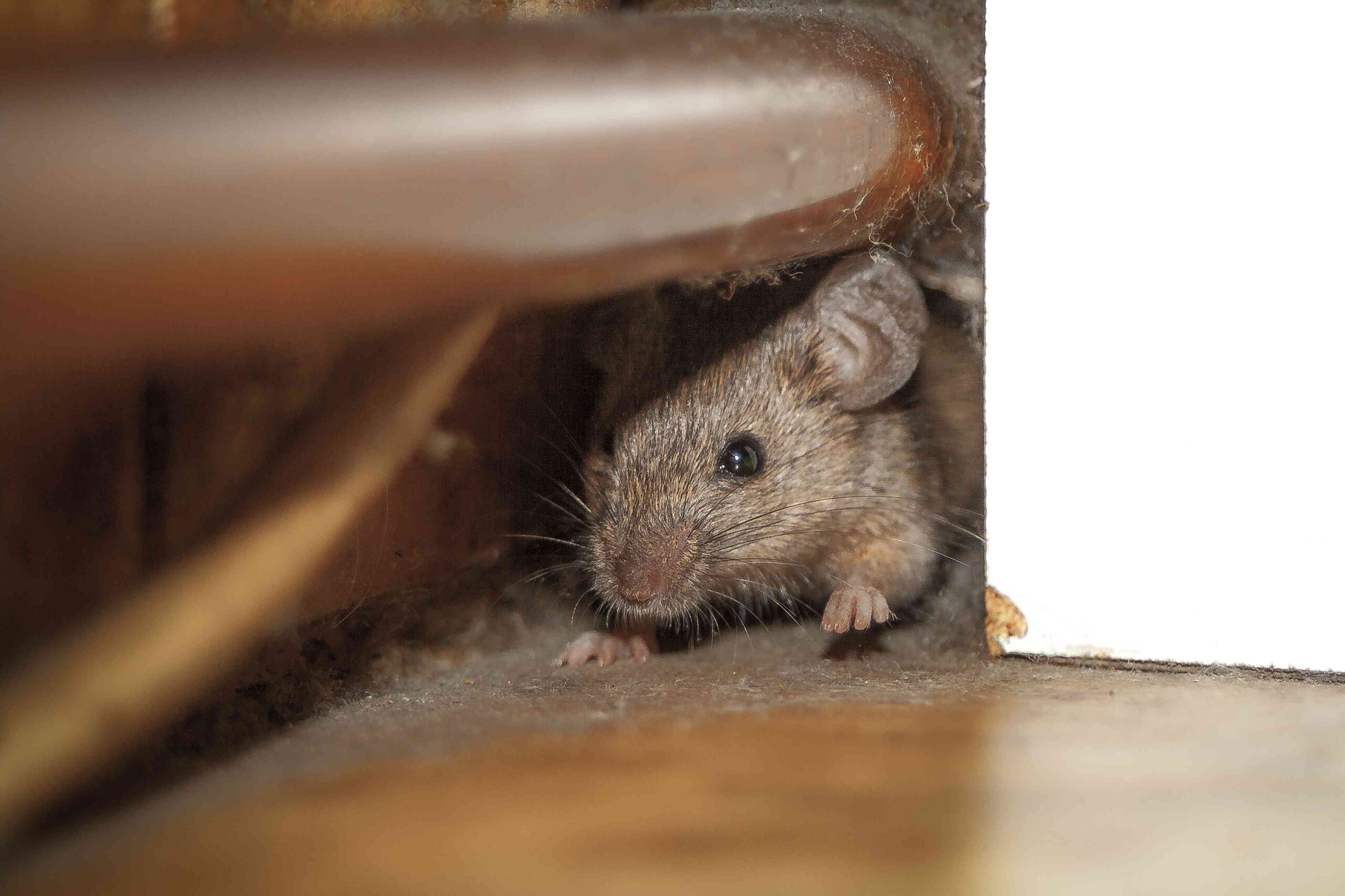 Mouse in Your Bedroom? How to Get It Out Fast and Make Sure It Never Happens Again