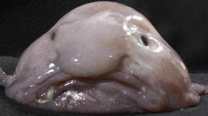 New Zealand votes ugliest animal 'fish of the year'