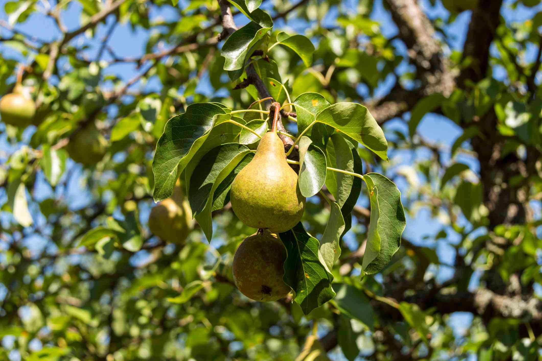 Now Is the Best Time to Fertilize Fruit Trees for Huge Harvests—How to Do It Like a Pro