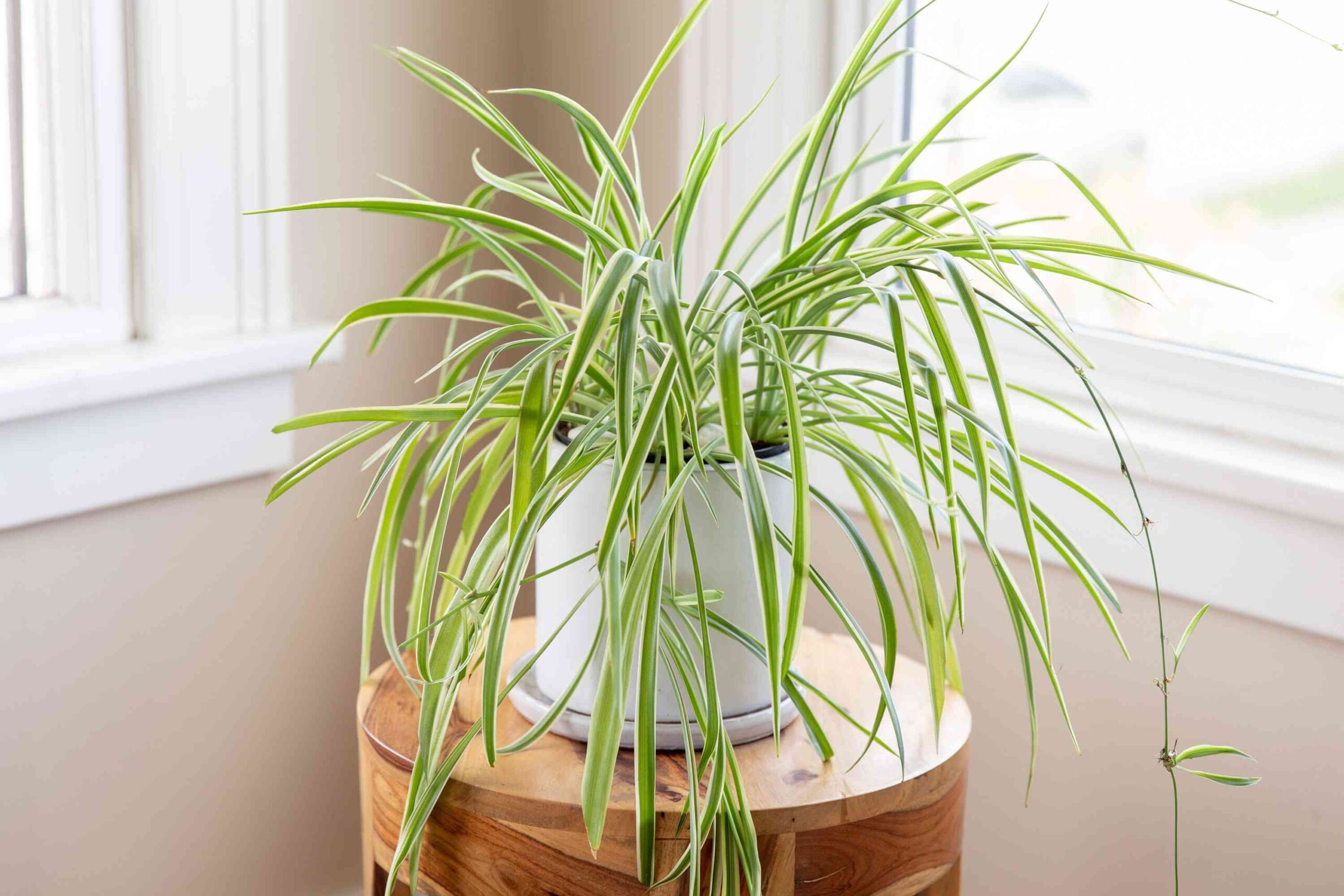 Only Have East-Facing Windows? These 8 Plants Will Thrive on Your Sill