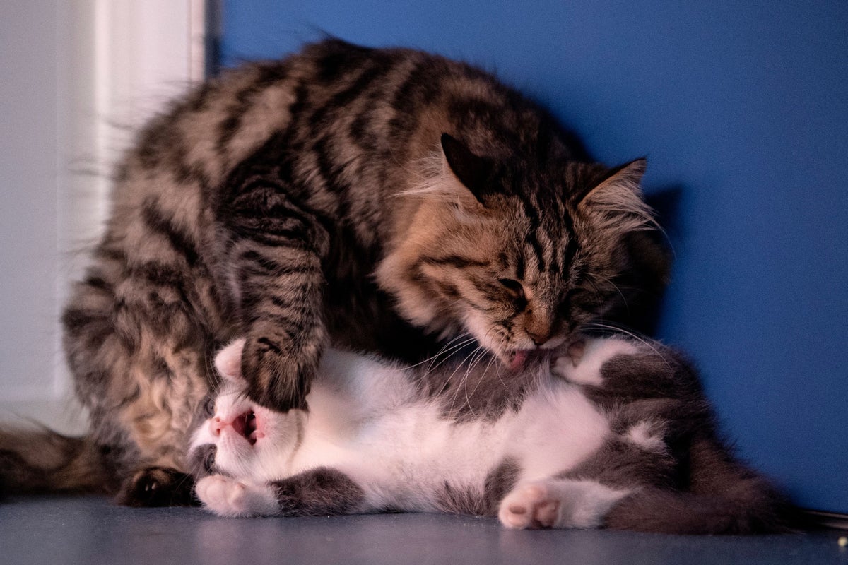 Pet cloning soars in popularity in China as owners told they can defy death