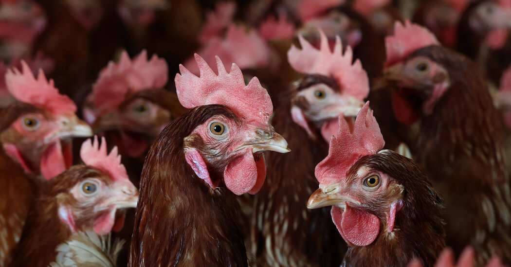 RFK Jr.’s Prescription for Bird Flu on Farms: Let It Spread