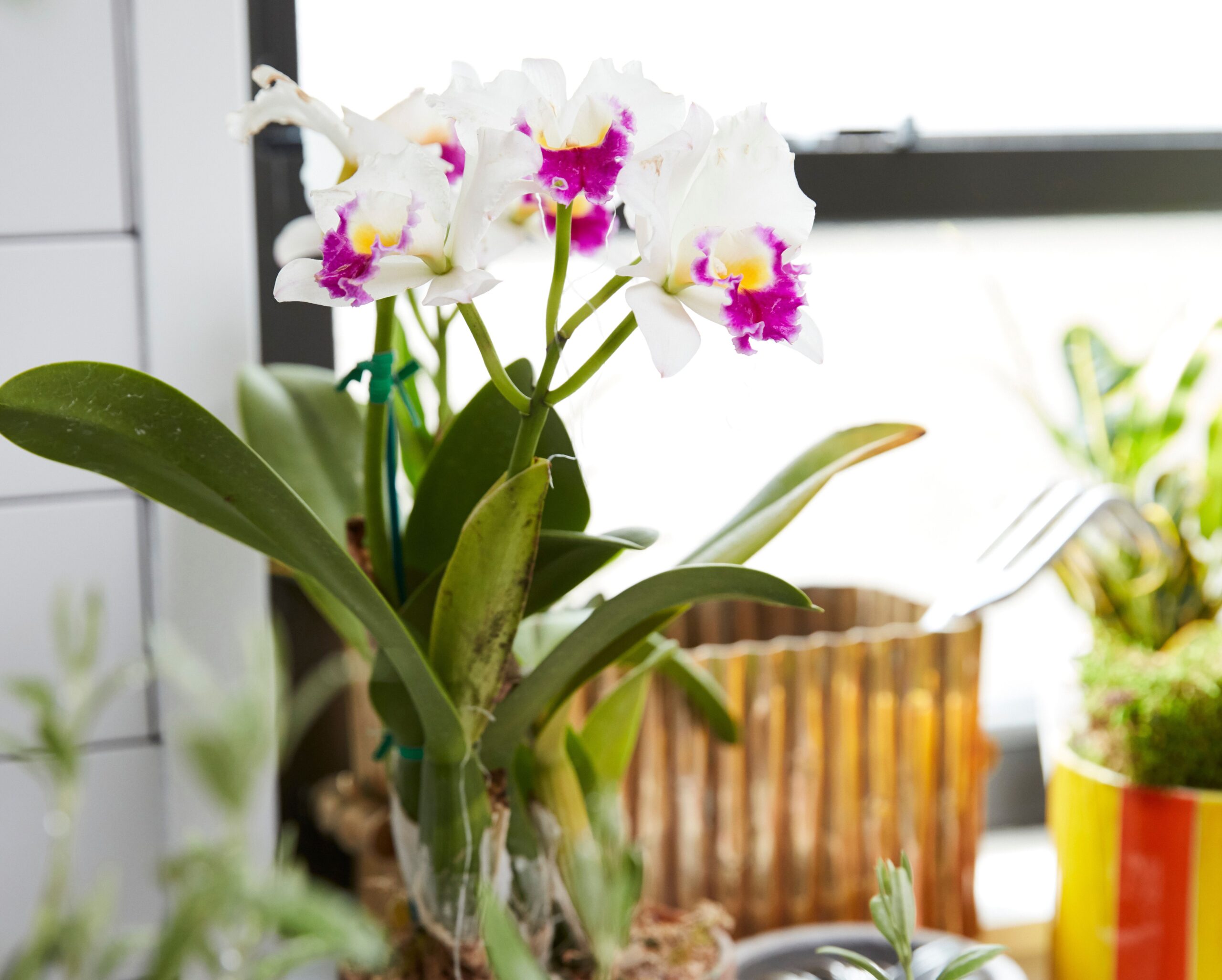 Revitalize Your Orchids with These 5 Essential Fertilizing Tips