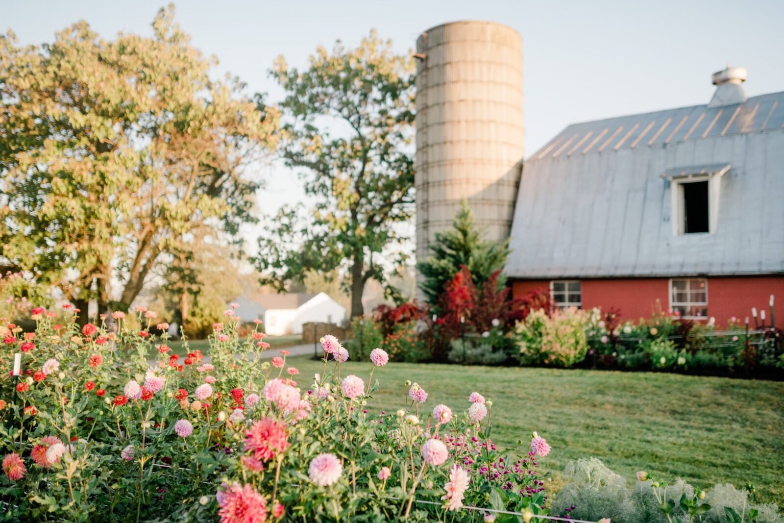 Flowers growing in front of a red barn