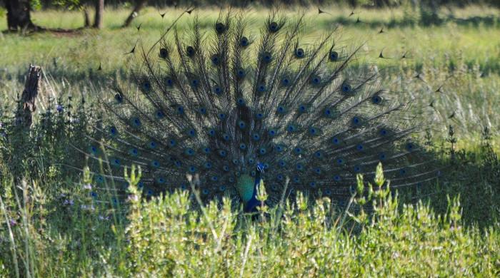 Sri Lanka counts monkeys, peacocks and squirrels to tackle crop damage