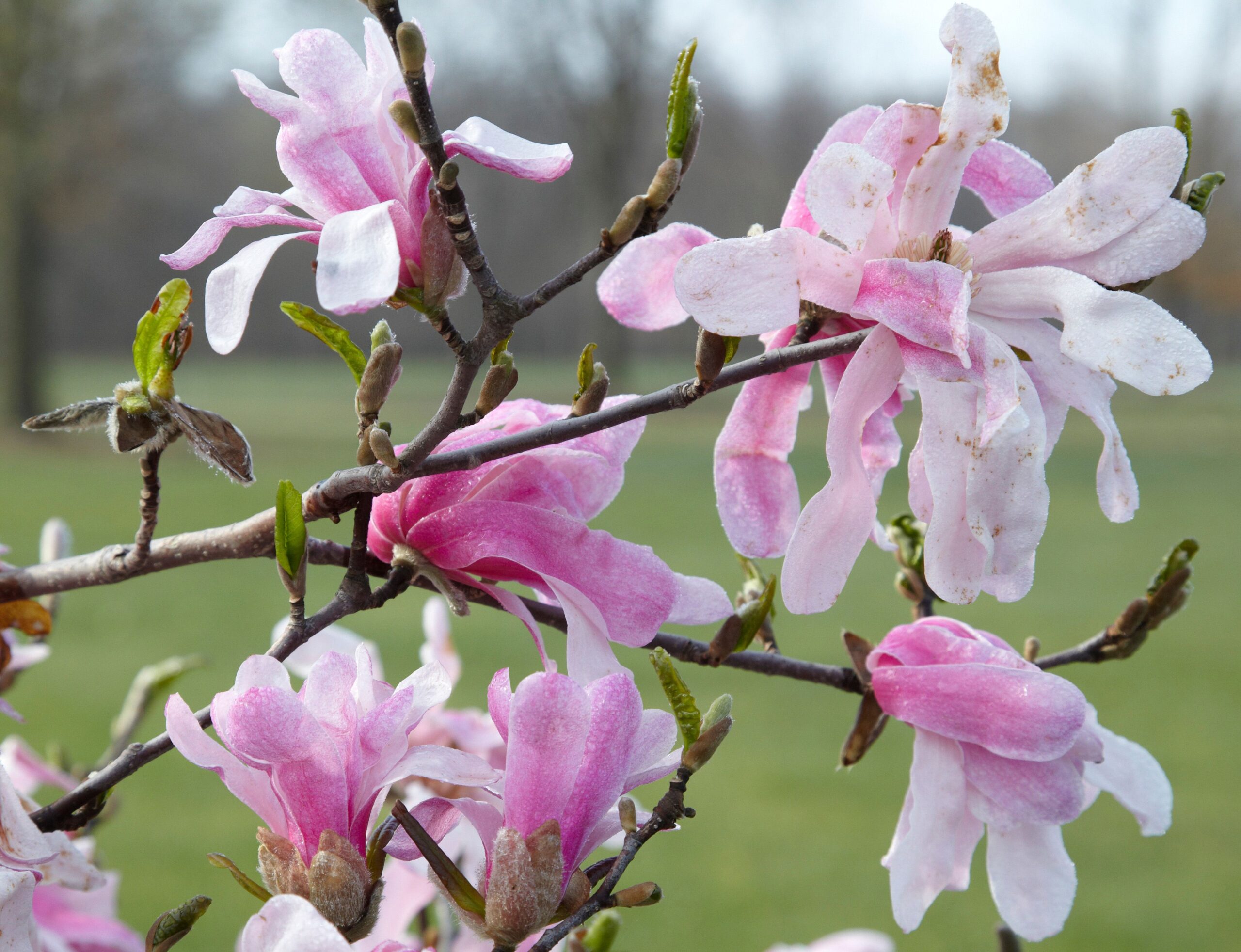 The 7 Best Trees to Plant in Spring, According to Experts