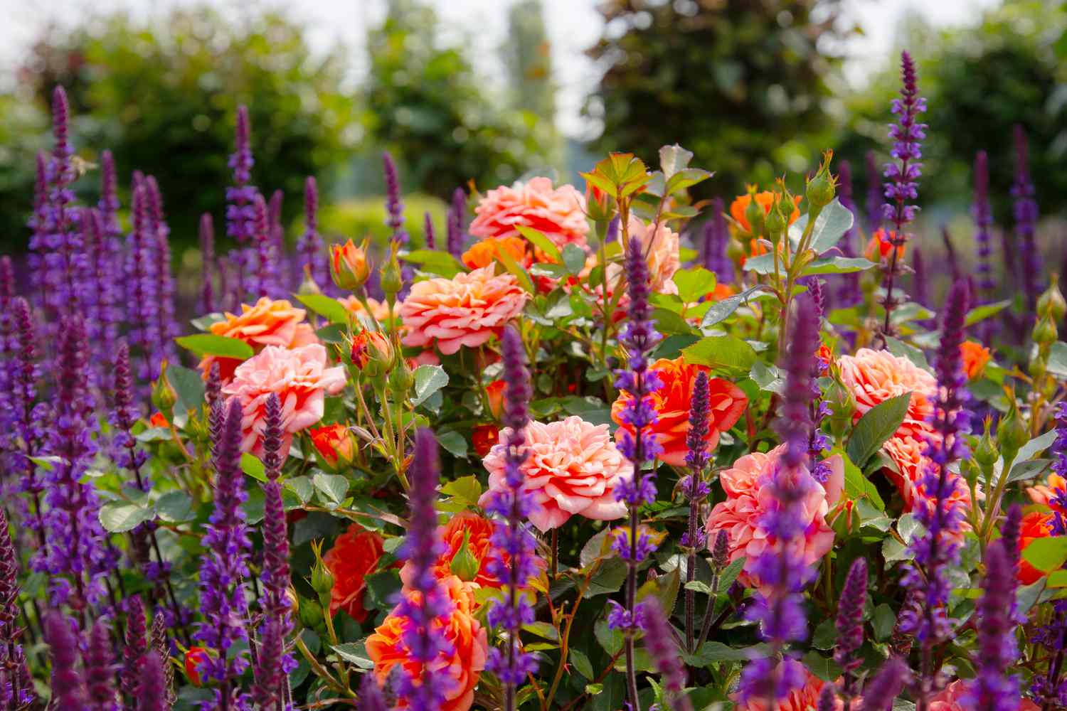 The Best Companion Plants to Pair With Roses for a Healthier Garden, According to a Horticulturist