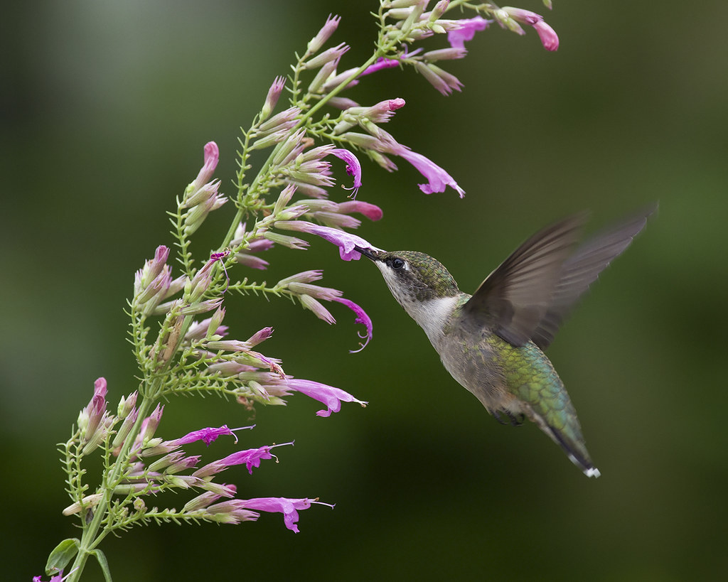 The Best Plants to Attract Hummingbirds to Your Garden