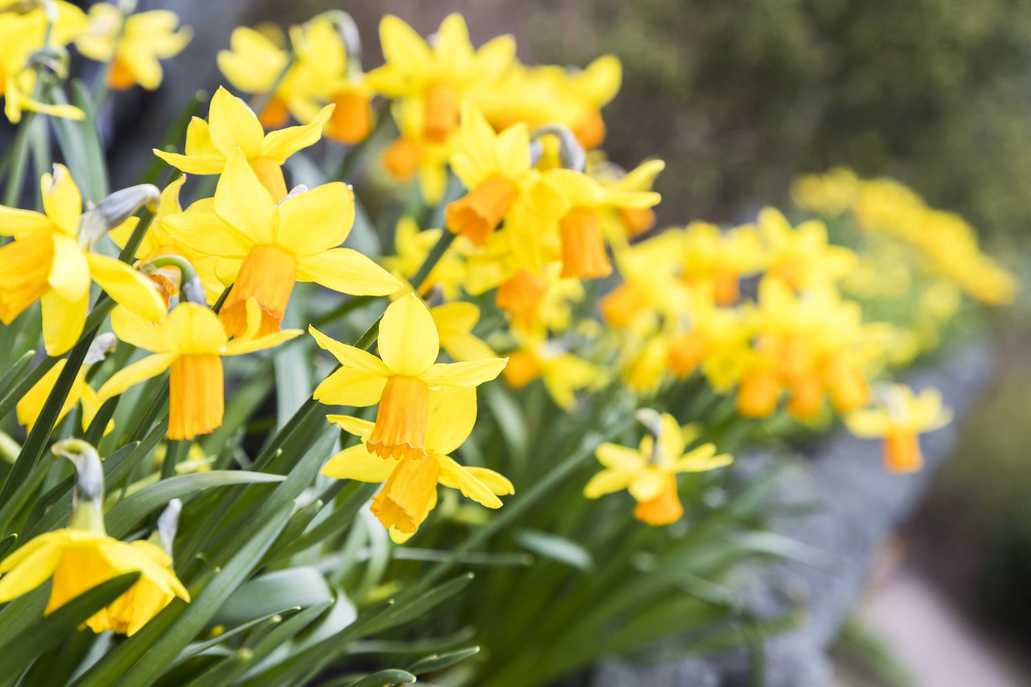 The Best Time To Plant Daffodil Bulbs For Bright Blooms