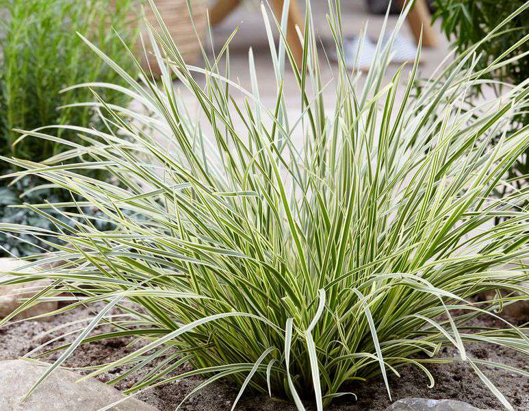 This Grass-Like Perennial Is Drought Tolerant And Easy To Maintain