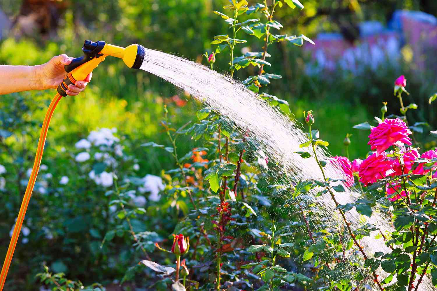 This Is How Often You Should Actually Be Watering Your Roses