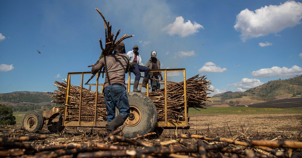 Trump Administration Lifts Ban on Sugar Company Central Romana Over Forced Labor