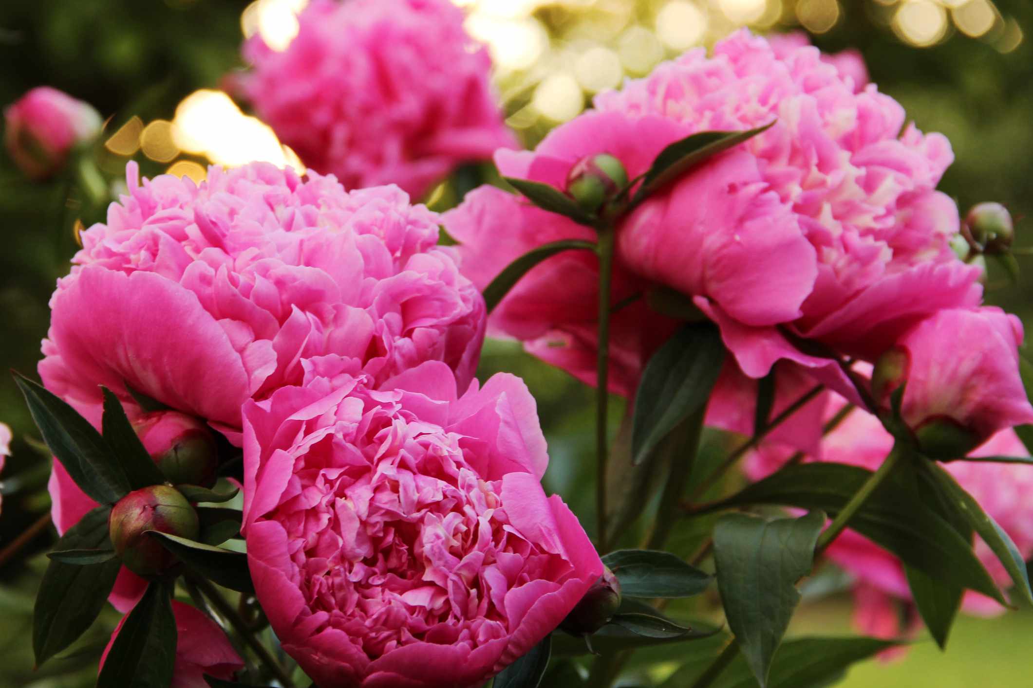 Want the Healthiest Peonies This Year? Don't Fertilize Before This Time