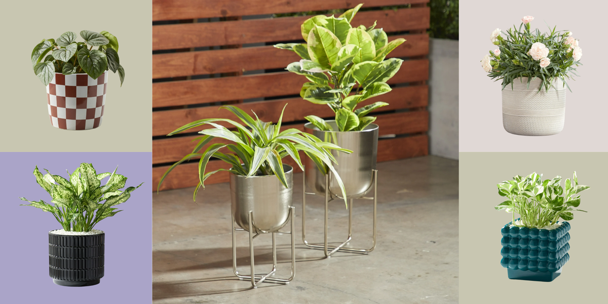 Want to Know the Best Trick to Help You Remember to Water Your Plants? A Stylish Planter (Like One of These)