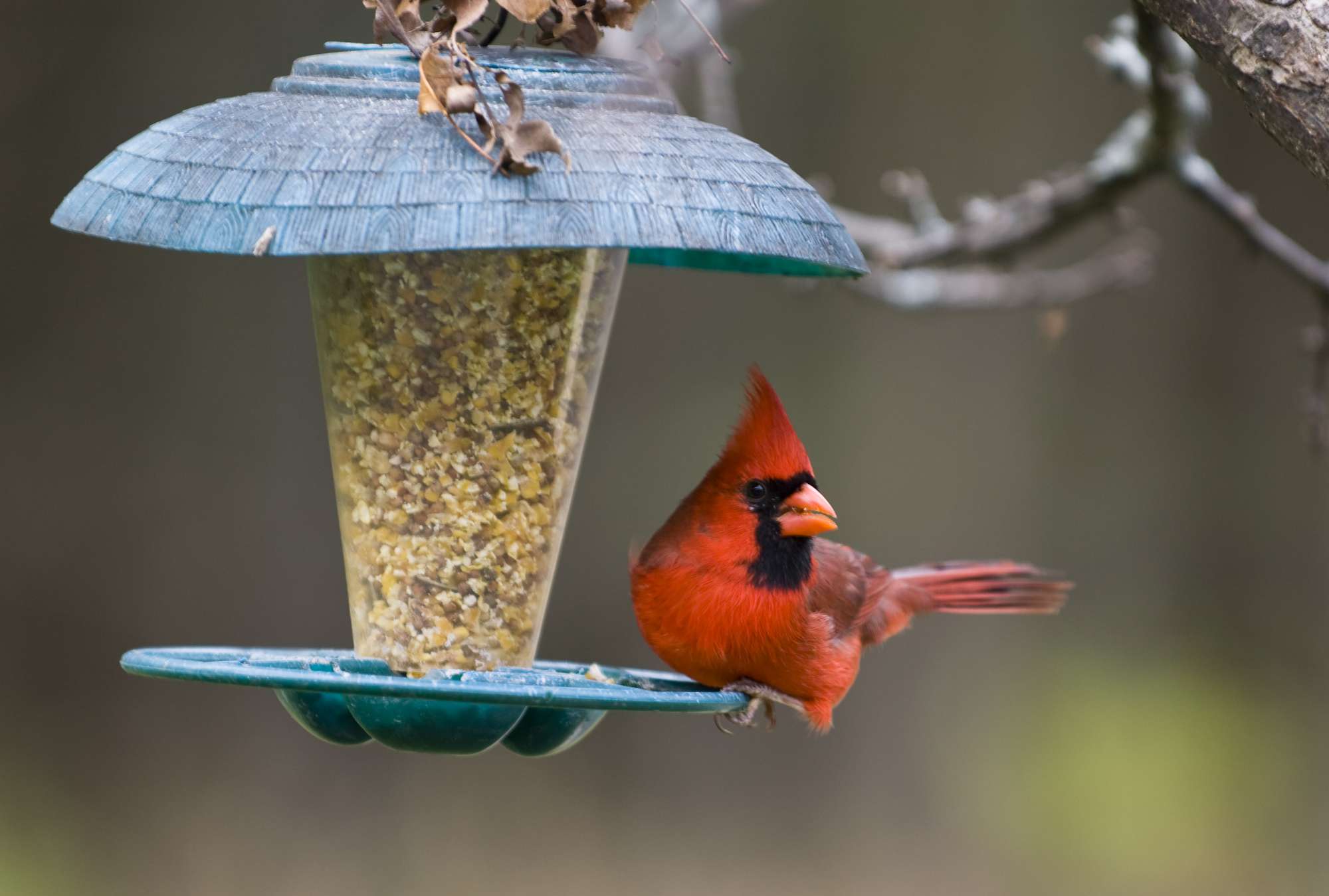 When's the Right Time to Put Out Bird Feeders? You're Probably Early, a Bird Expert Says