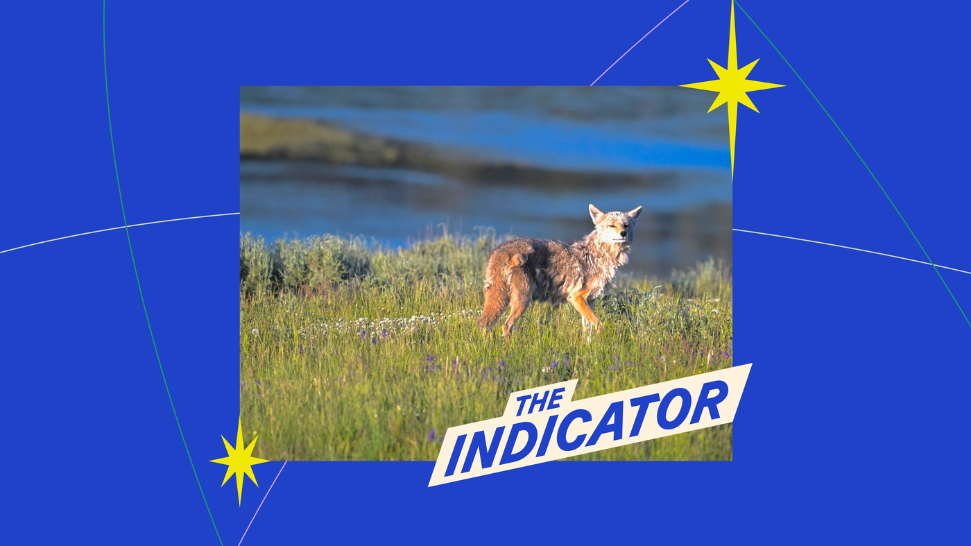 Why is the federal government still killing coyotes? : The Indicator from Planet Money