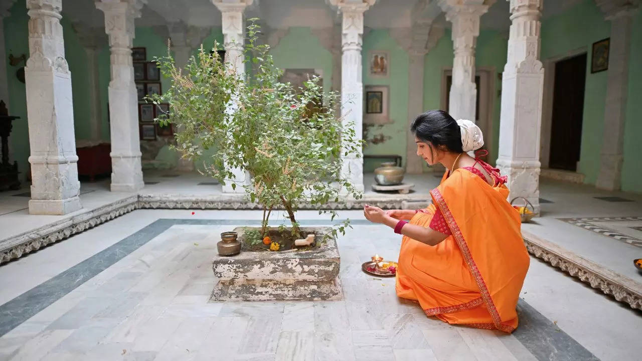 Why it is advised to never chew on Tulsi leaves