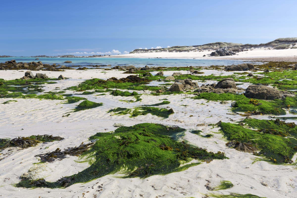 Why you should be using seaweed in your garden