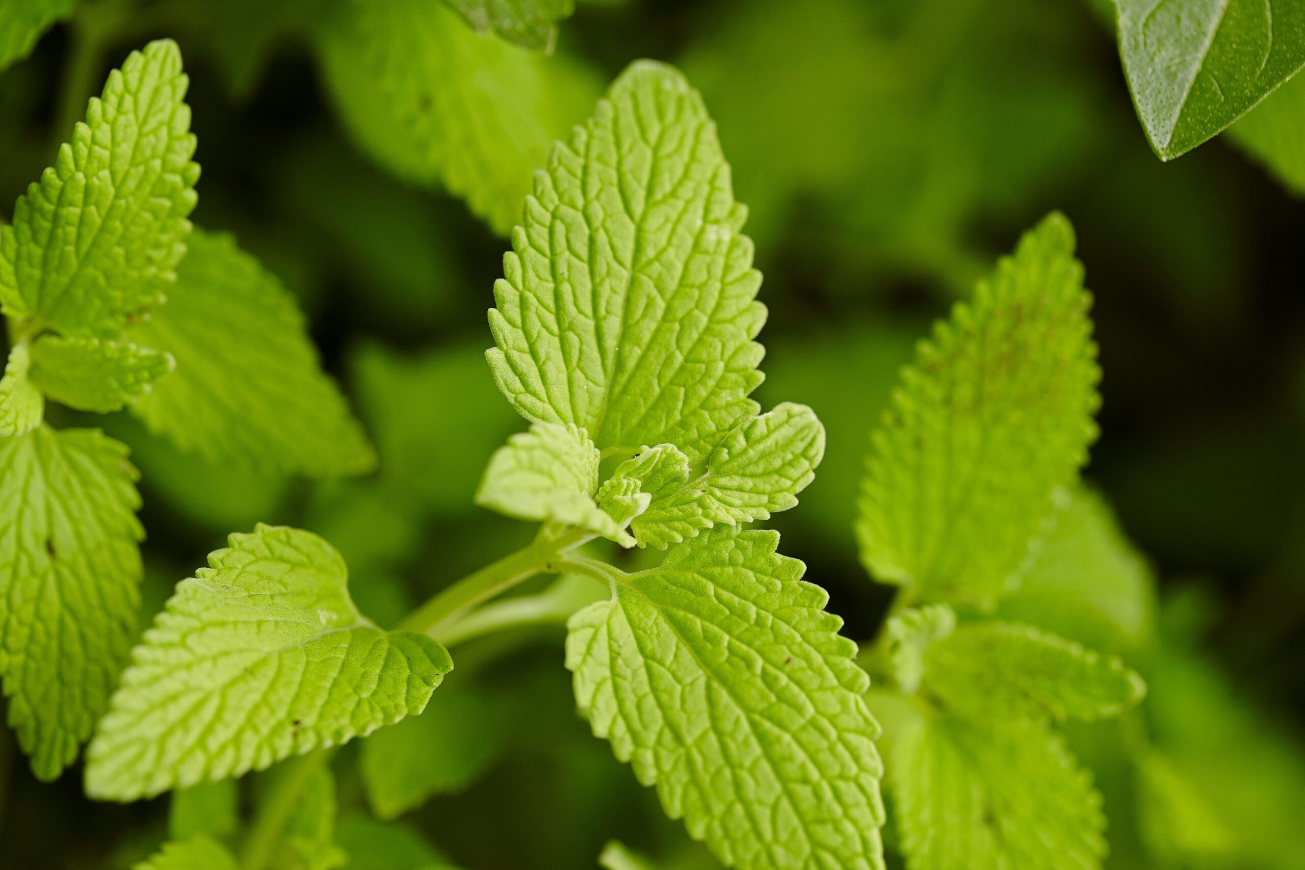 Will Your Mint Come Back in Spring or Do You Have to Buy New Plants?