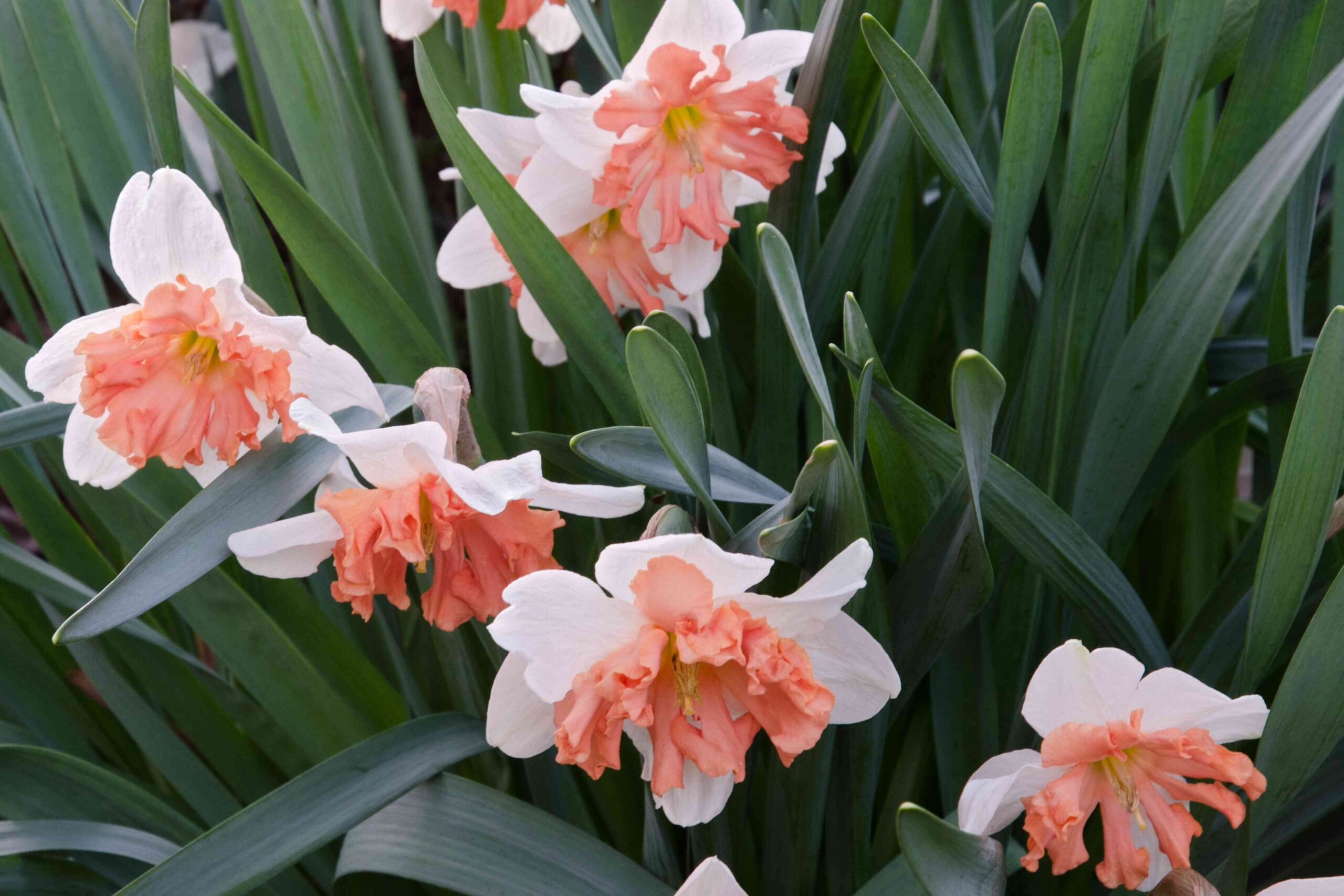 You Should Deadhead Your Daffodils Now for Better Blooms This Spring—Here's How